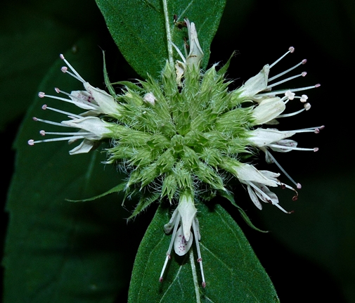 {Pycnanthemum montanum}
